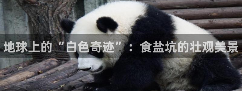 威九国际狂飚电影