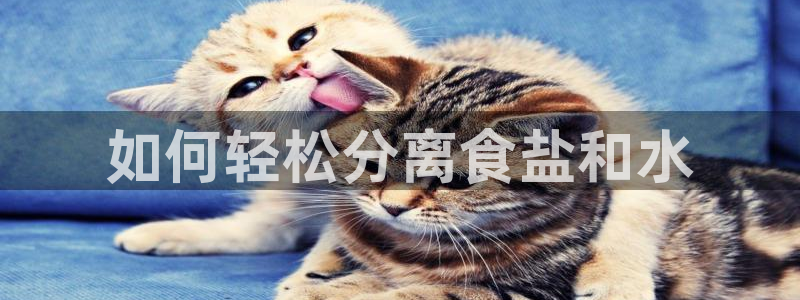 威九国际66