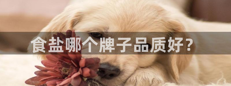 威九国际女演员名单介绍