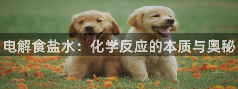 威九国际能提现吗
